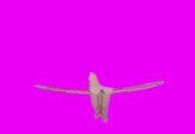 White Swan [Passthrough]